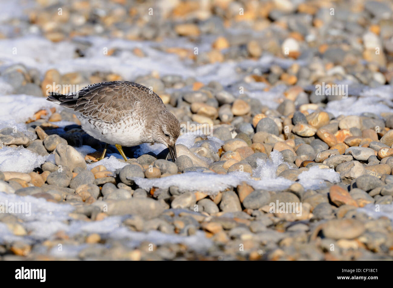 Knot, calidris canutus, foraging on snow covered shingle beach Stock Photo