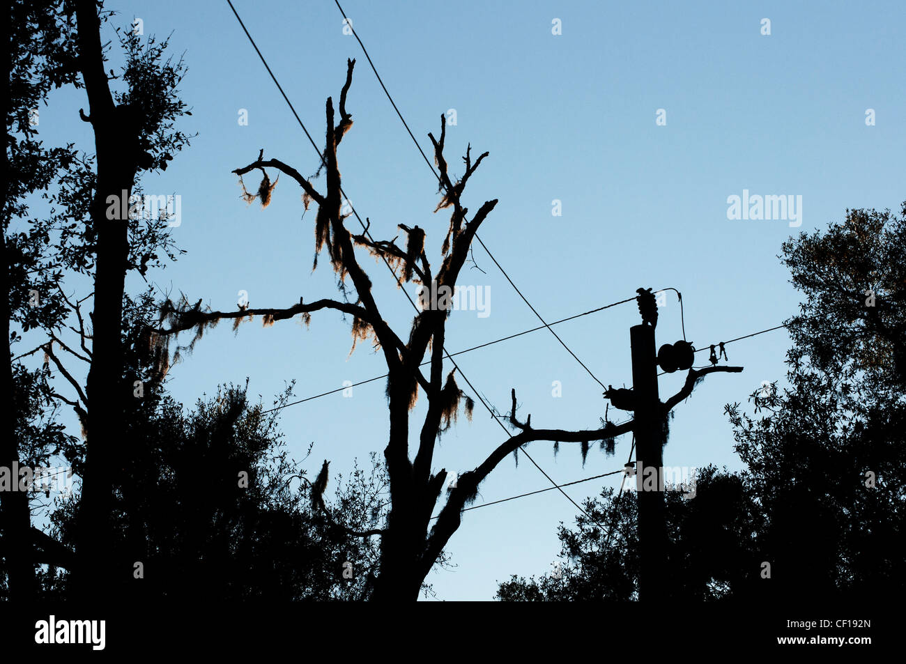 Silhouette of spanish moss hires stock photography and images Alamy