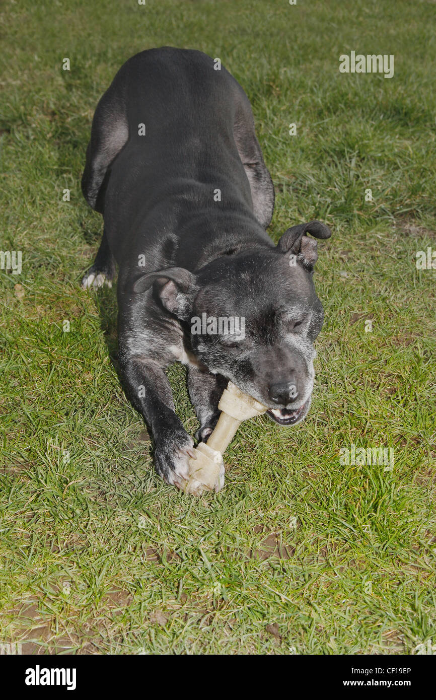 staffordshire bull terrier chewing on hide bone in garden canis lupus