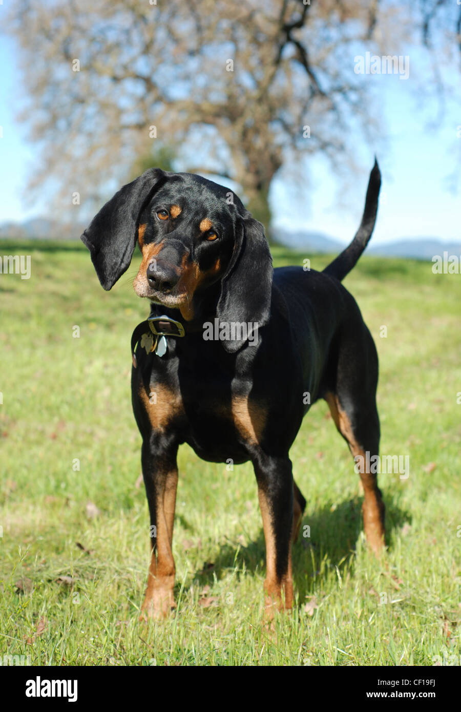 Baby black hotsell and tan coonhound