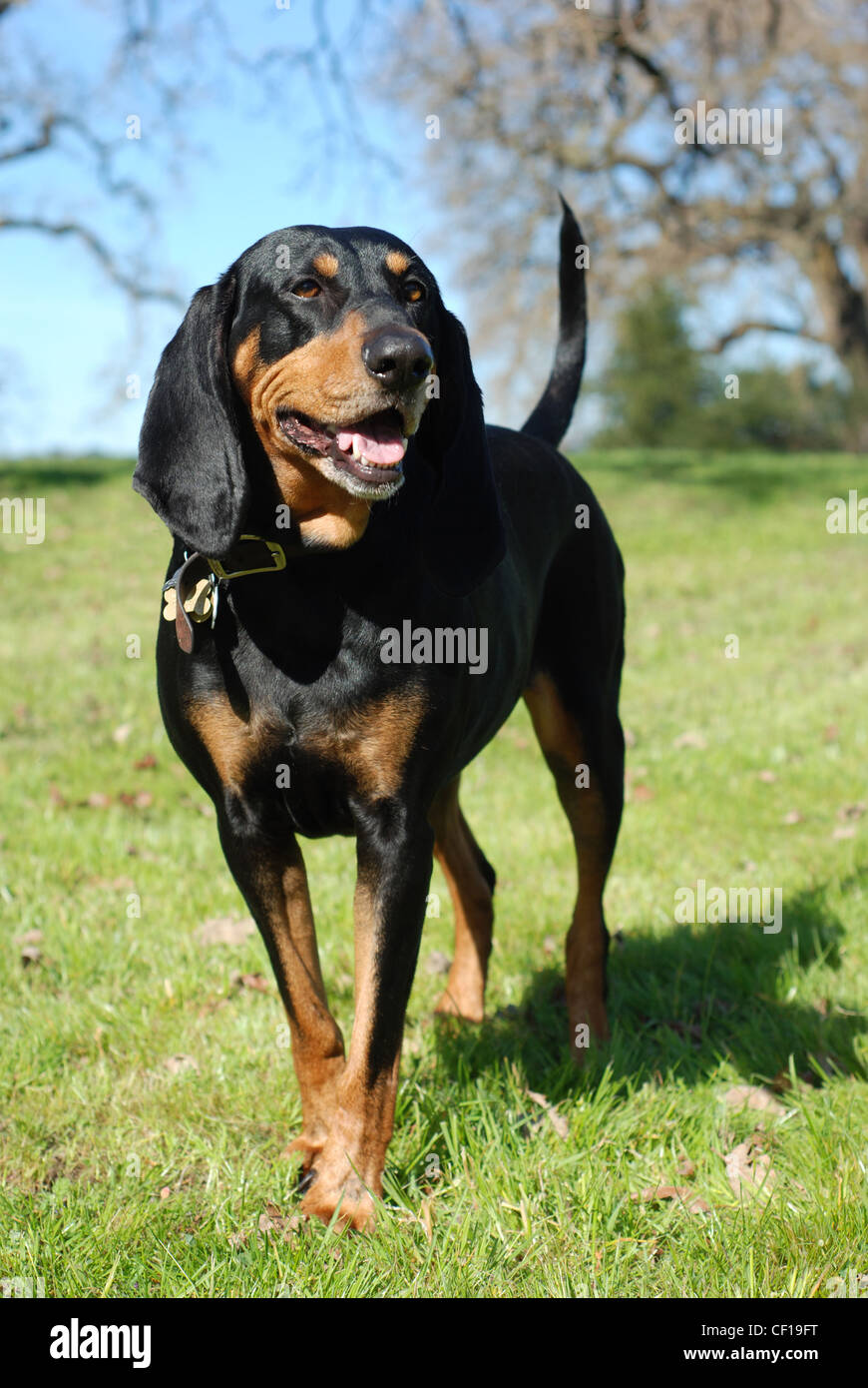 Black and Tan Coonhound portrait, full body standing Stock Photo