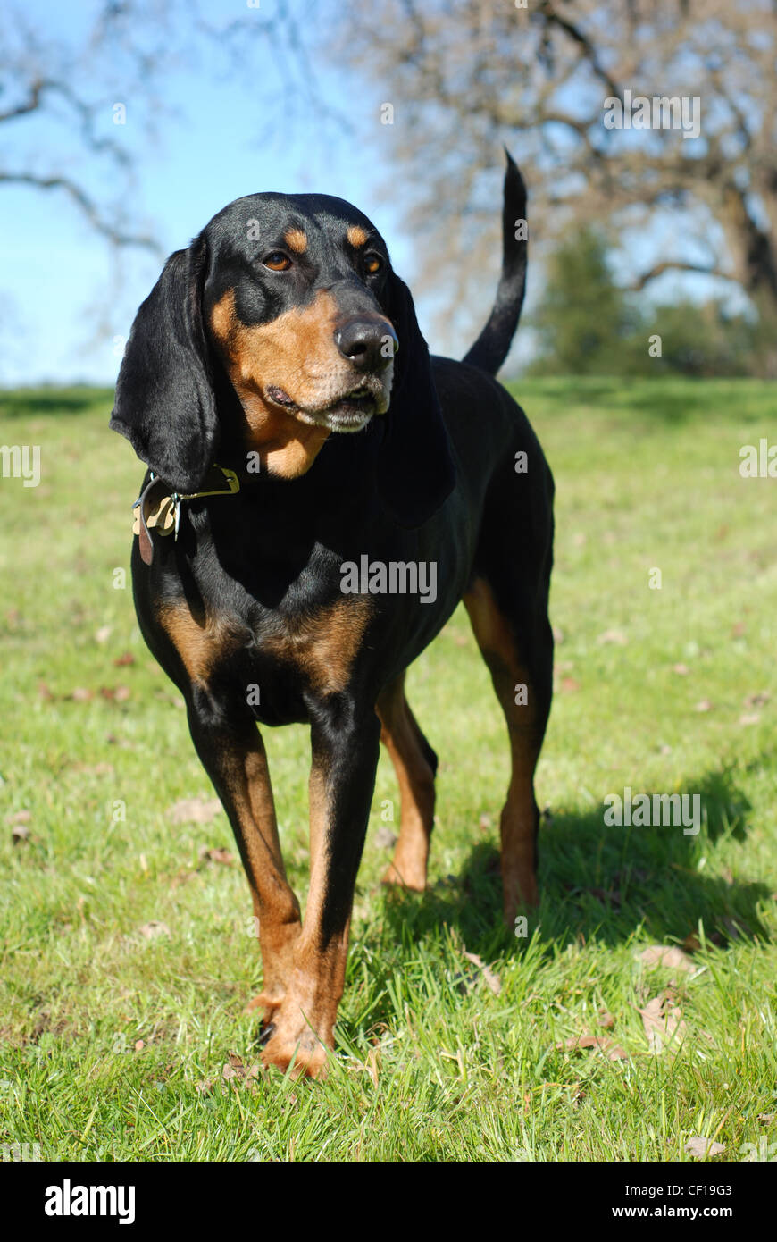 American Black and Tan Coonhound portrait, outdoor full body Stock Photo