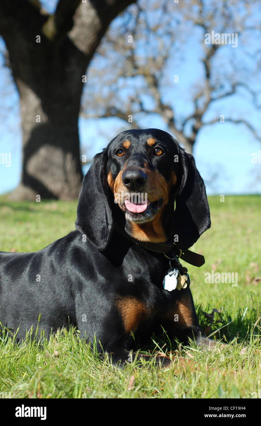 American Black and Tan Coonhound dog, outdoor portrait Stock Photo