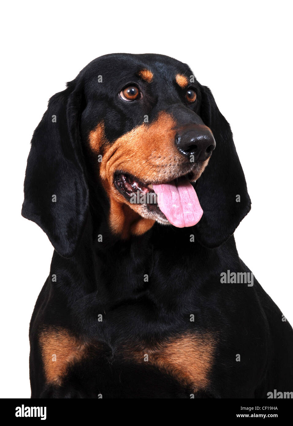 are black and tan coonhound good pets