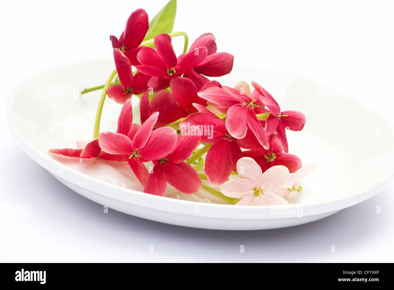 Close-up of rangoon creeper (Quisqualis indica) on white plate on white background Stock Photo