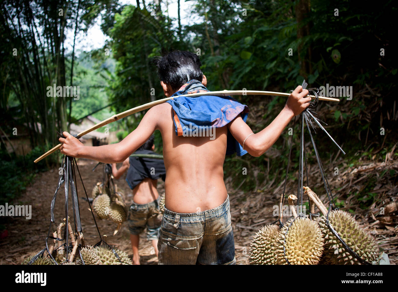 With a load of about 8 to 12 durian fruit is large enough, they walked about 12 miles from the Baduy in up to Ciboleger. Stock Photo
