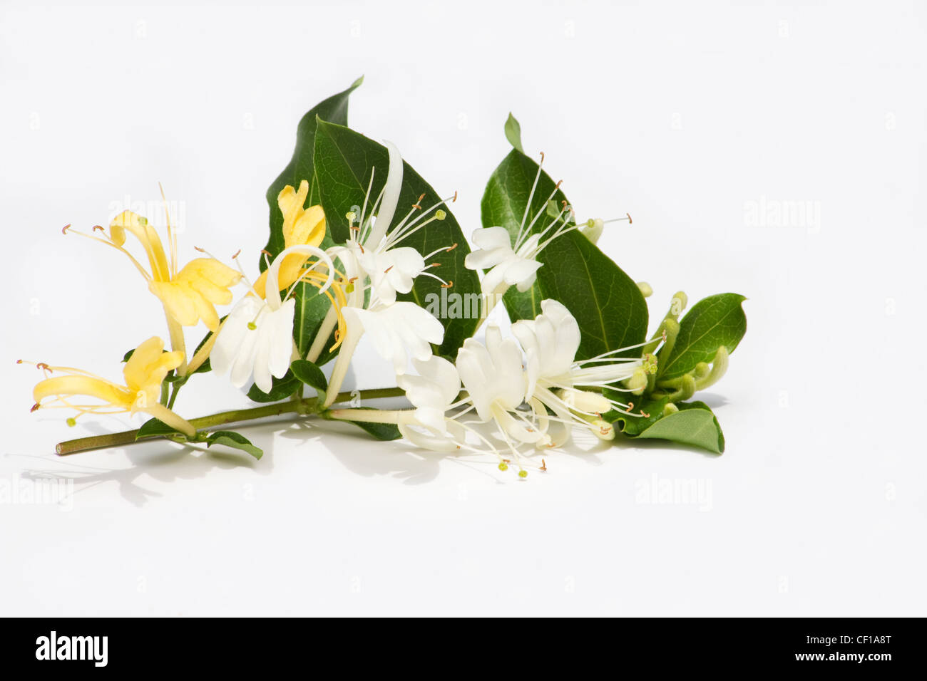 Honeysuckle (Lonicera japonica ) flowers on white background Stock Photo