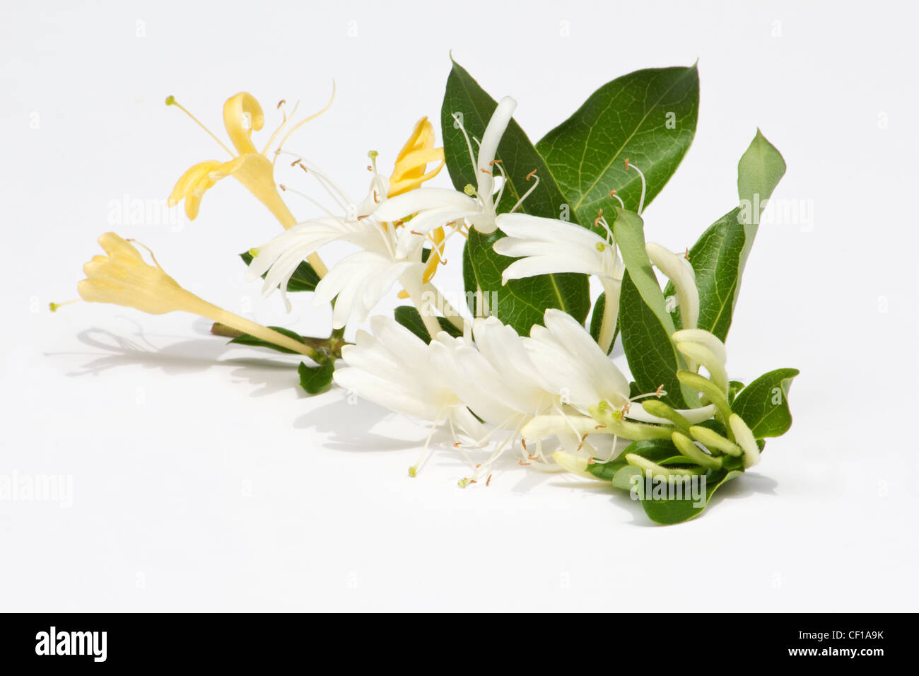 Honeysuckle (Lonicera japonica ) flowers on white background Stock Photo