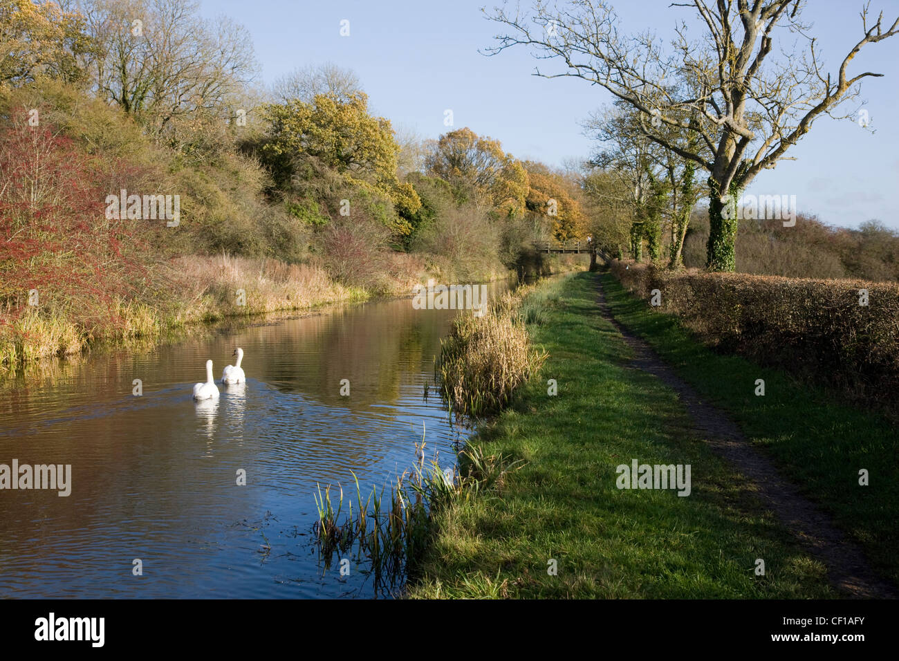 Swans on the Wilts & Berks canal in Royal Wootton Bassett Stock Photo