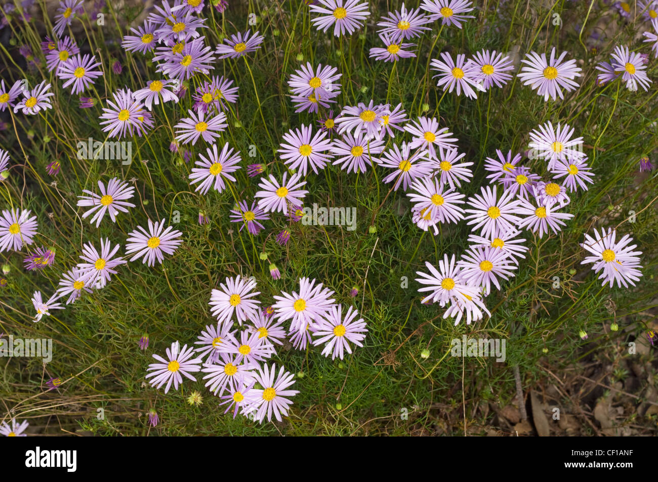 Australian native  purple daisy flowers Stock Photo
