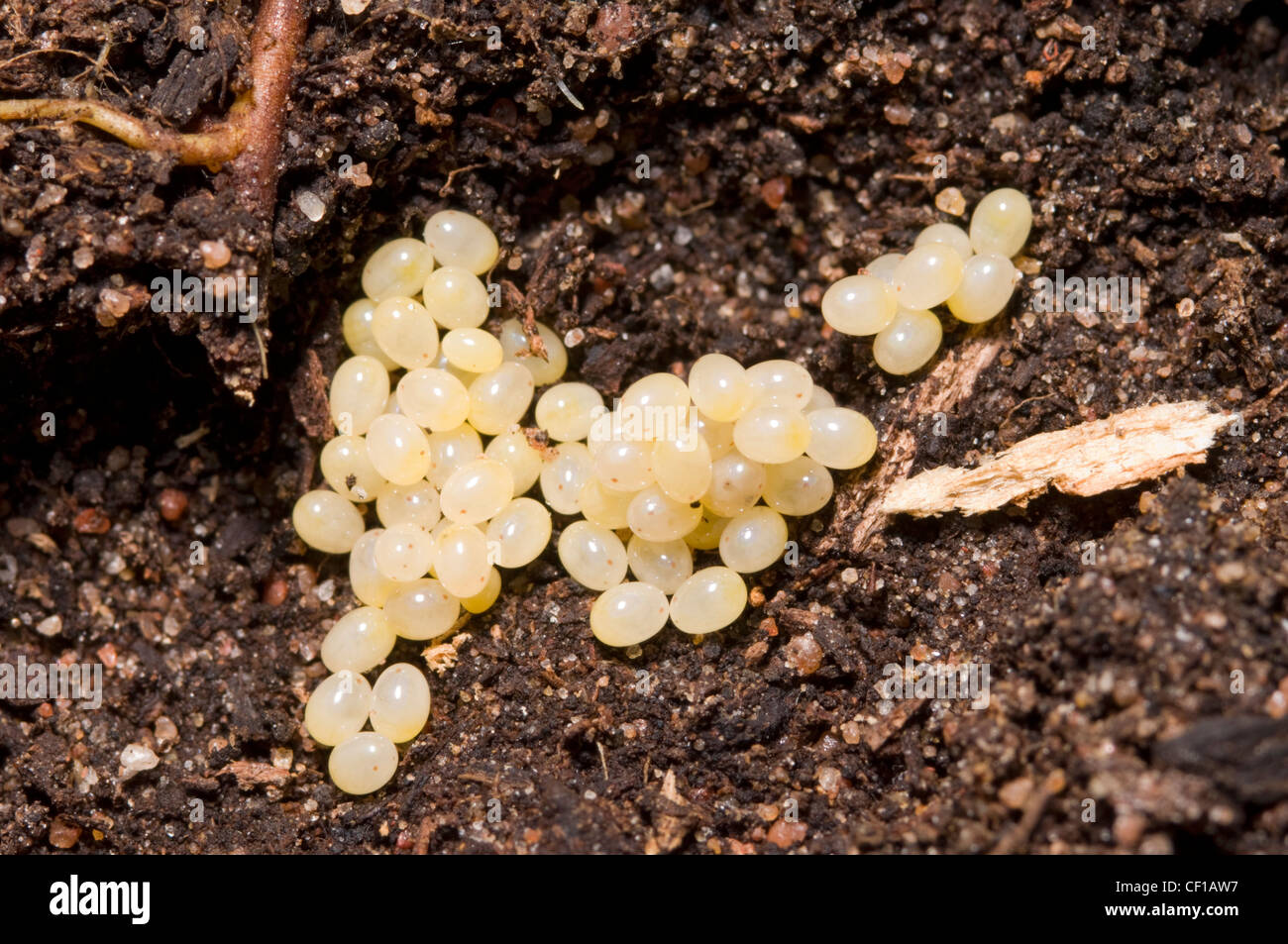 European earwig eggs Stock Photo - Alamy