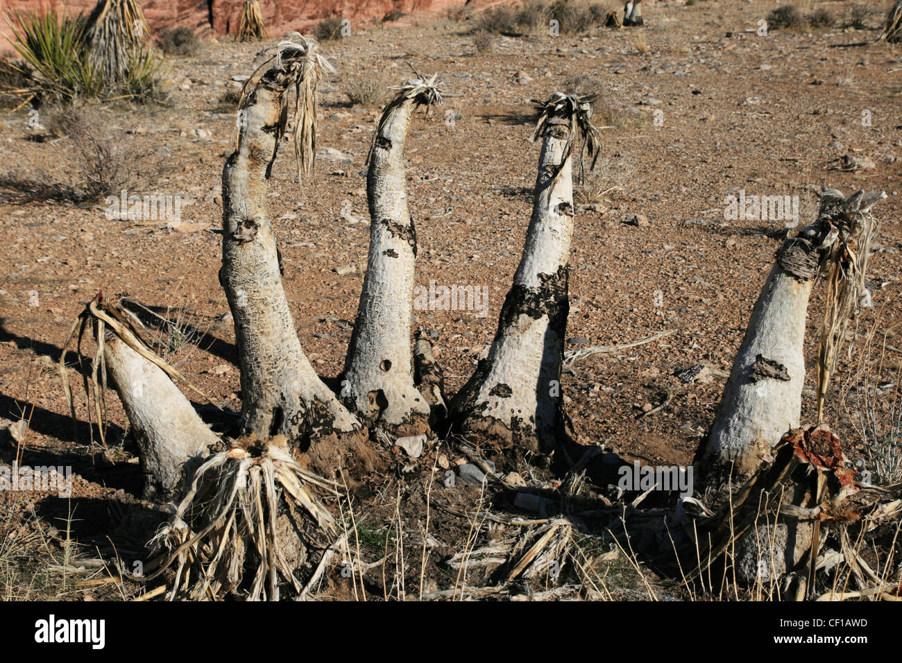 burned Banana yucca or Yucca baccata from a wildfire at Red Rocks Stock Photo