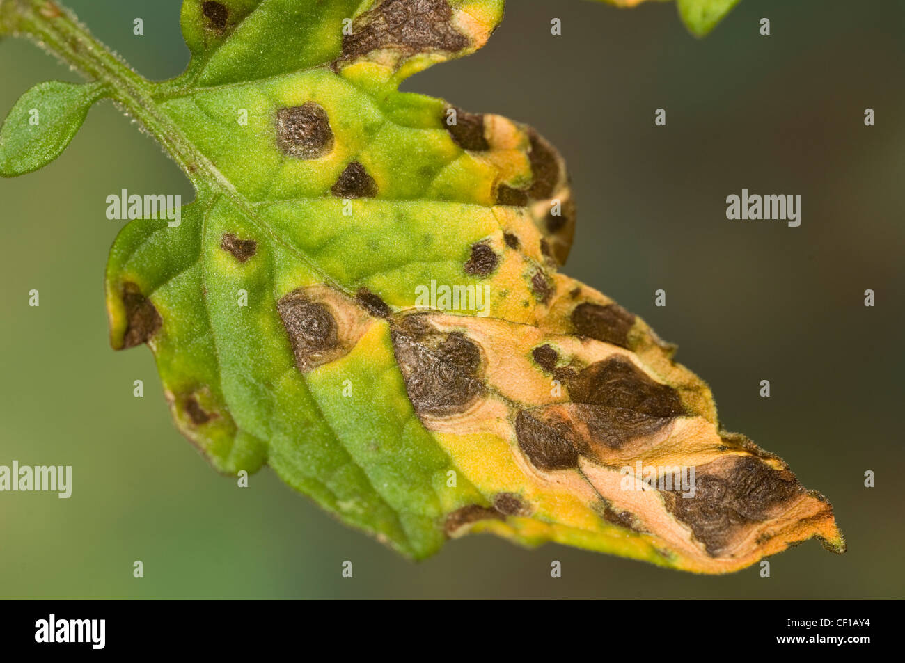 Target spot disease symptoms on tomato leaf Stock Photo