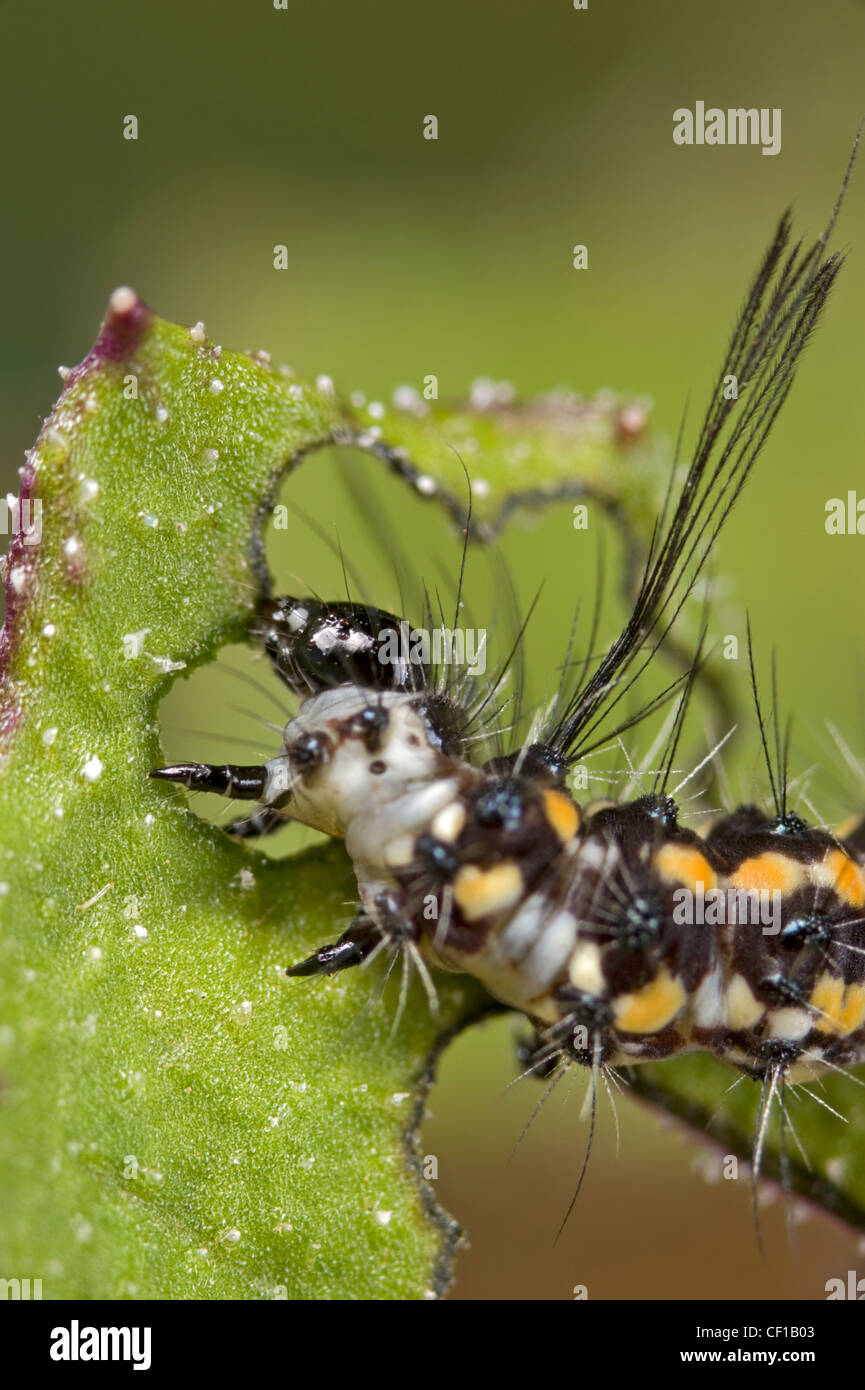 Australian magpie moth larva Stock Photo