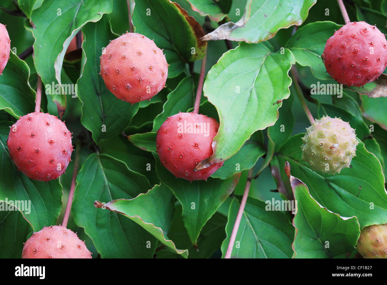 image of kousa dogwood fruit and leaves Stock Photo