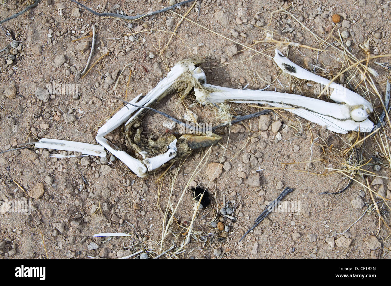 broken sheep leg bones and hoof on the ground in the desert Stock Photo