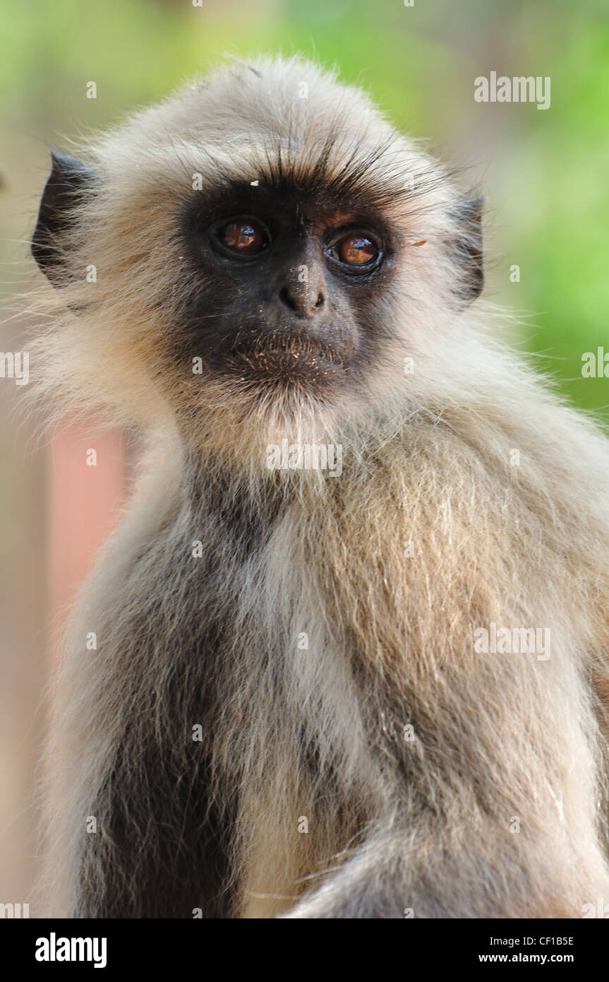 Indian Langur ( Common Langur ) Stock Photo