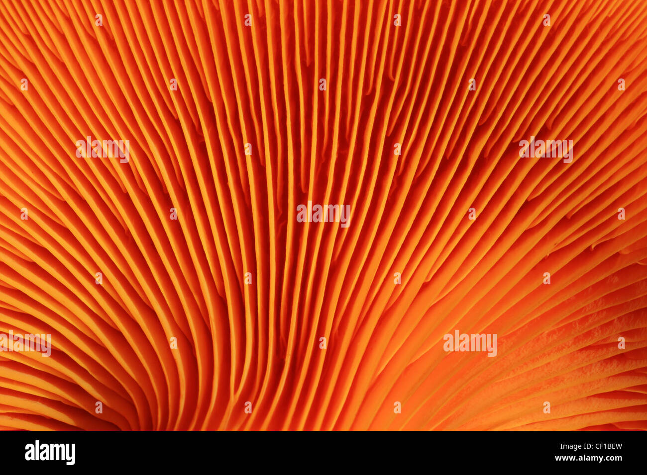macro image of orange jack o lantern mushroom gills Stock Photo