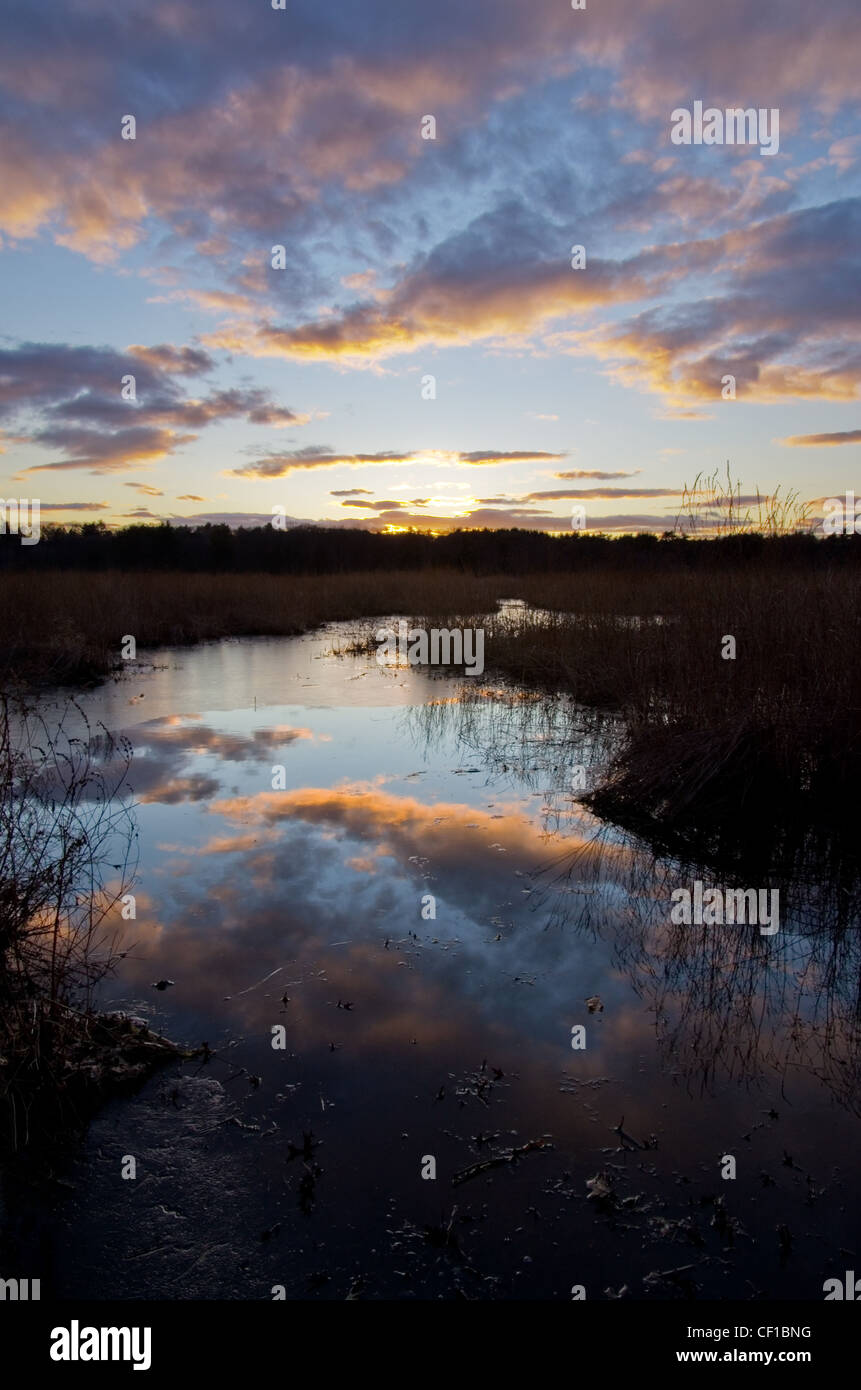 sunset with reflection over a partly frozen lake with reeds Stock Photo