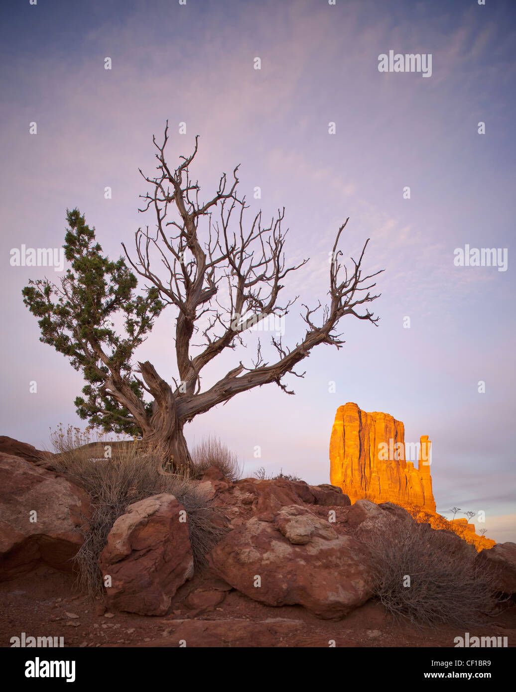 Leafless trees in desert hi-res stock photography and images - Alamy