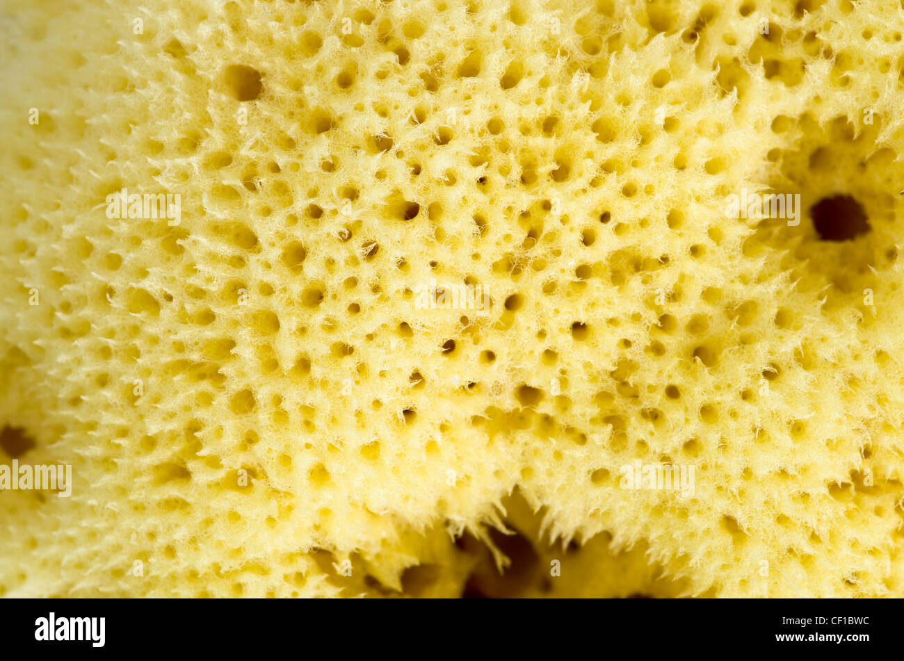 macro image of natural yellow sponge surface Stock Photo