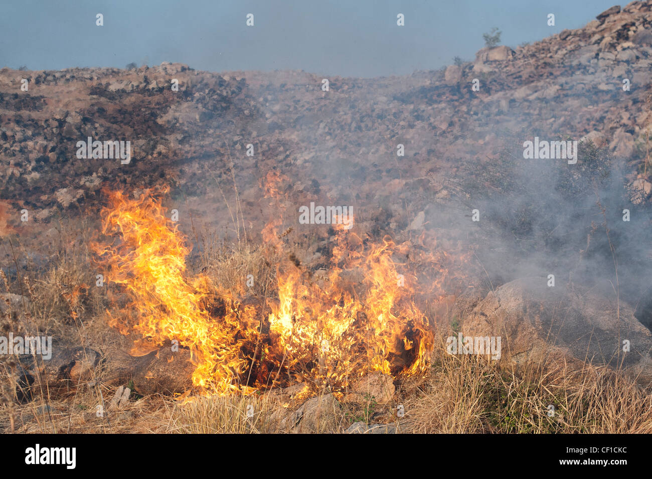 Bush fire flames in the indian countryside. Andhra Pradesh, India Stock Photo