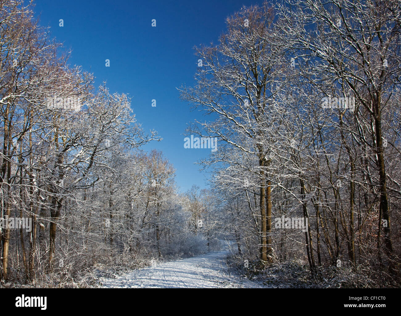 A snow covered path leading through Webbs Wood on a sunny winter day. Stock Photo