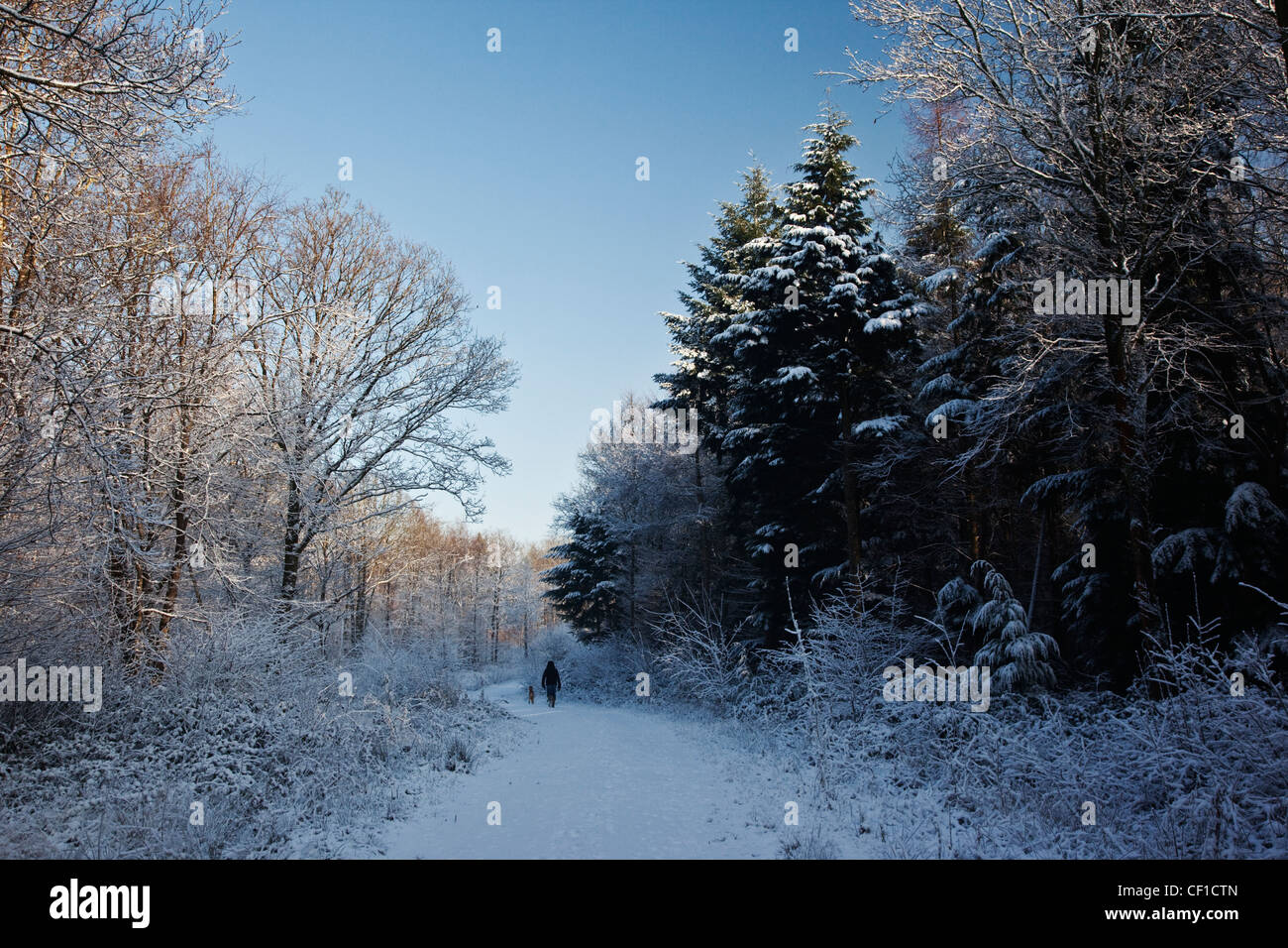 A woman walking her dog on a snow covered path in Webbs Wood during winter. Stock Photo
