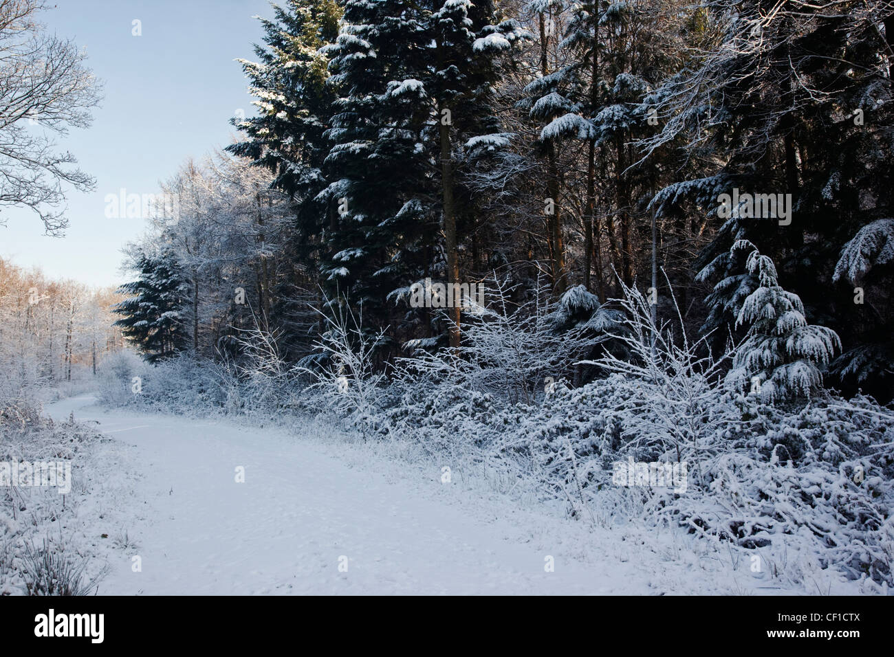 A snow covered path leading through Webbs Wood on a sunny winter day. Stock Photo