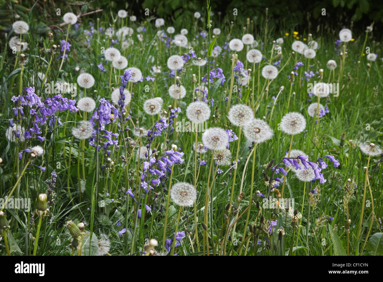 Bluebells and Dandelions in abundance in Silk Wood during springtime at Westonbirt, The National Arboretum. Stock Photo