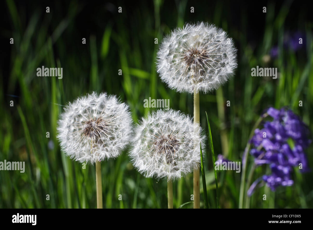 A close-up of Bluebells and Dandelions growing in Silk Wood during springtime at Westonbirt, The National Arboretum. Stock Photo