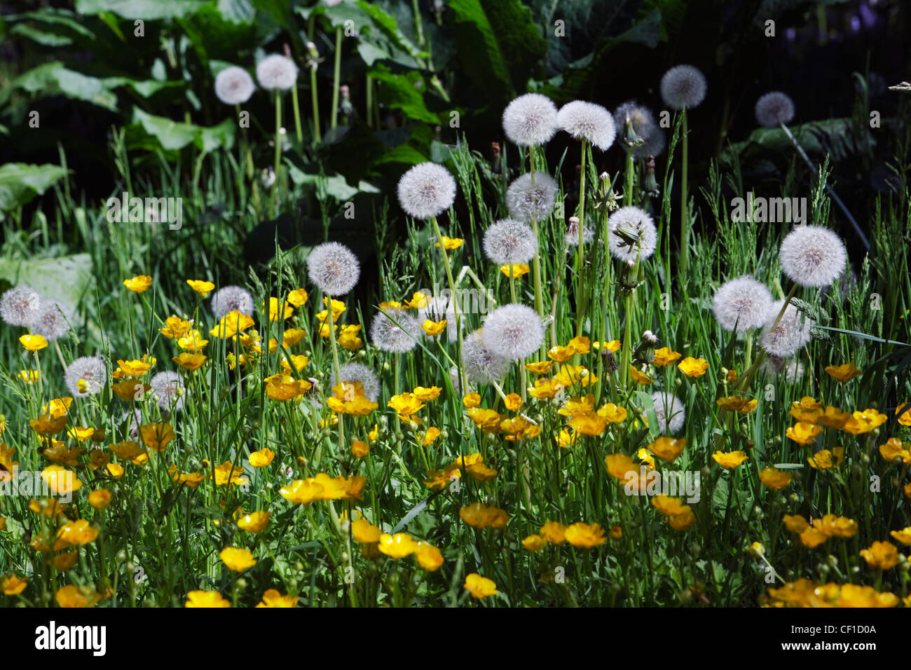 Dandelions growing in Silk Wood during springtime at Westonbirt, The National Arboretum. Stock Photo