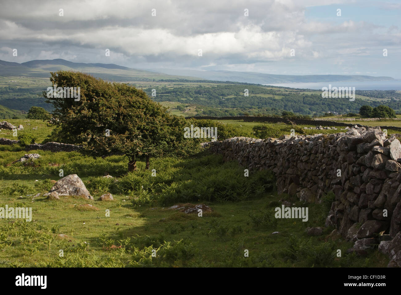 A Hawthorn tree by a traditional stone wall in the Snowdonia National Park. Stock Photo