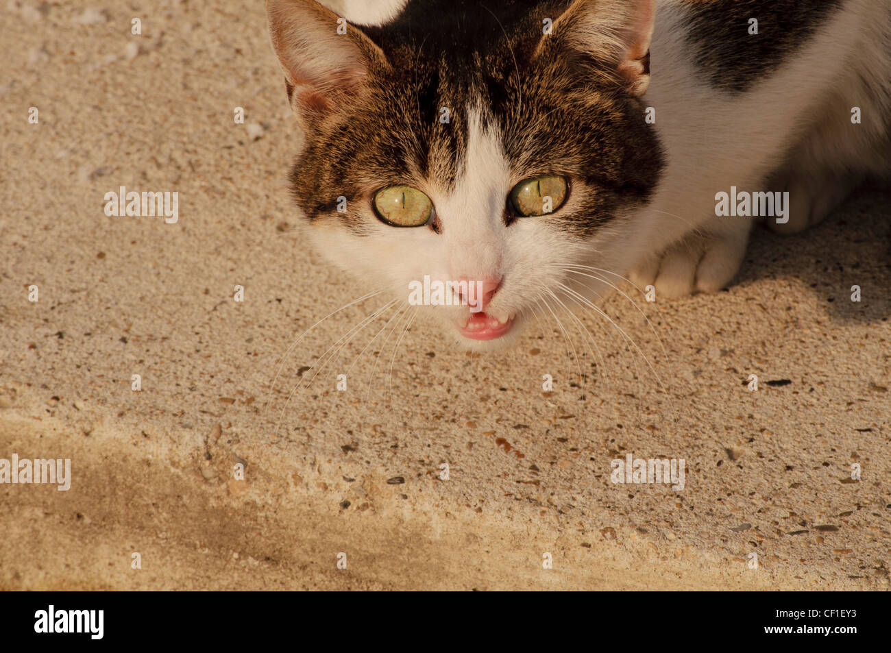 Meow meow hi-res stock photography and images - Alamy