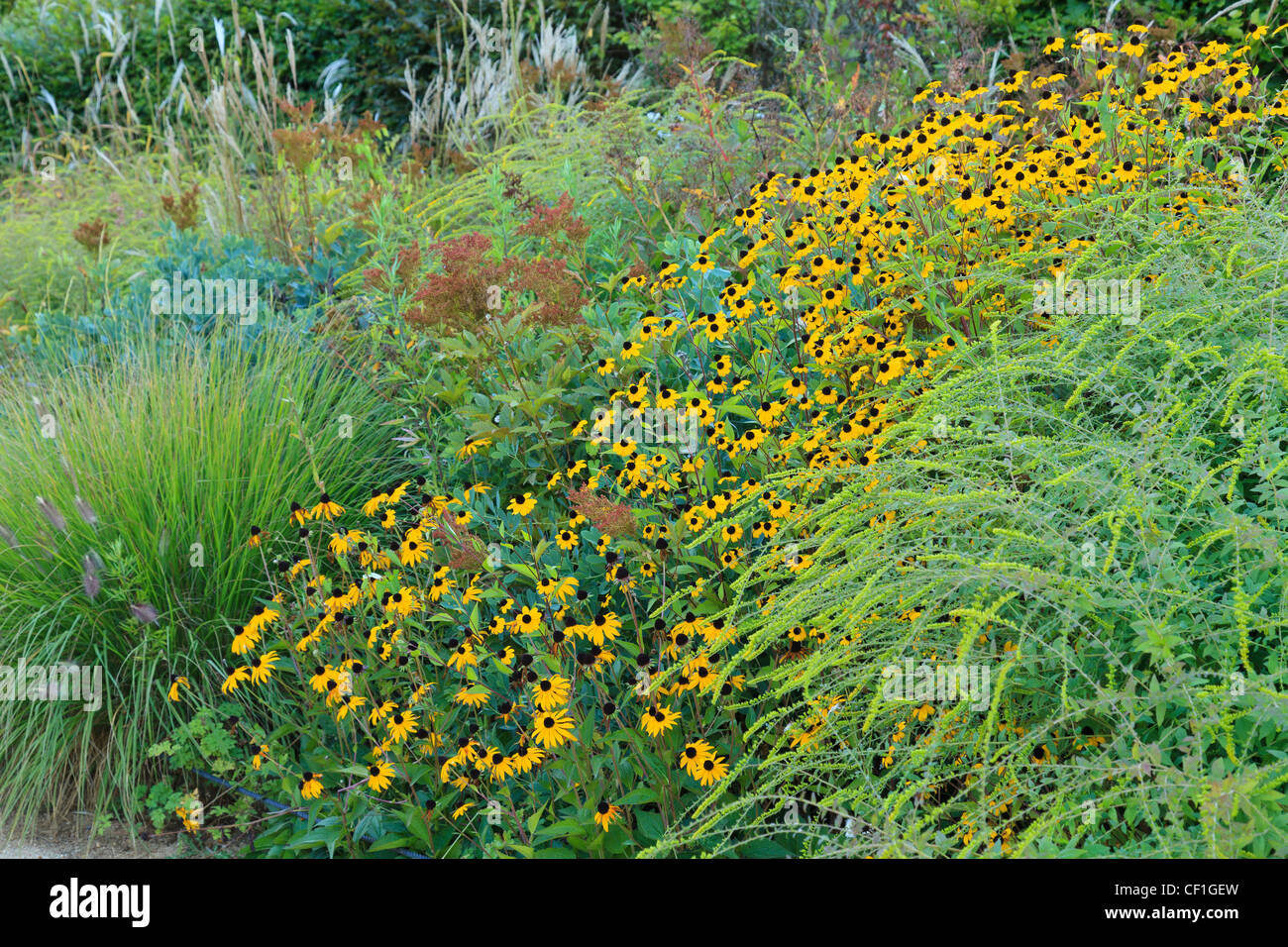 In fall, perennials, Rudbeckia, grasses ...(France, Chaumont-sur-Loire, Festival International des Jardins) Stock Photo
