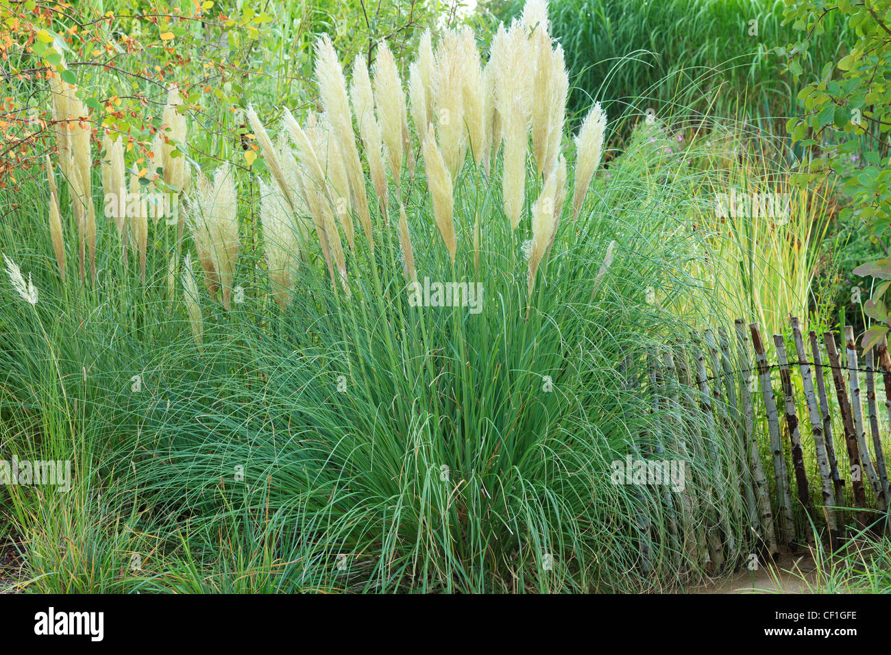 Cortaderia selloana, pampas grass in fall (France, Chaumont-sur-Loire, Festival International des Jardins) Stock Photo
