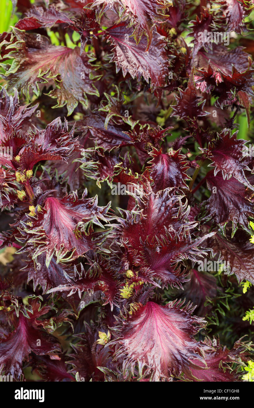 Perilla frutescens (syn. Perilla nankinensis), common name are perilla, red shiso... Stock Photo