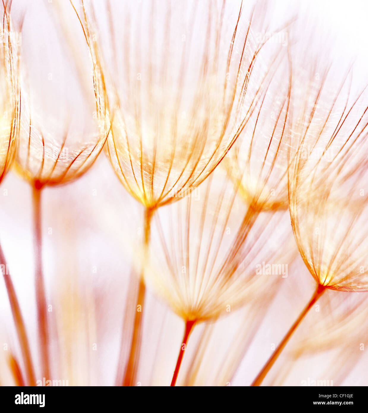 Abstract dandelion flower background, extreme closeup with soft focus, beautiful nature details Stock Photo