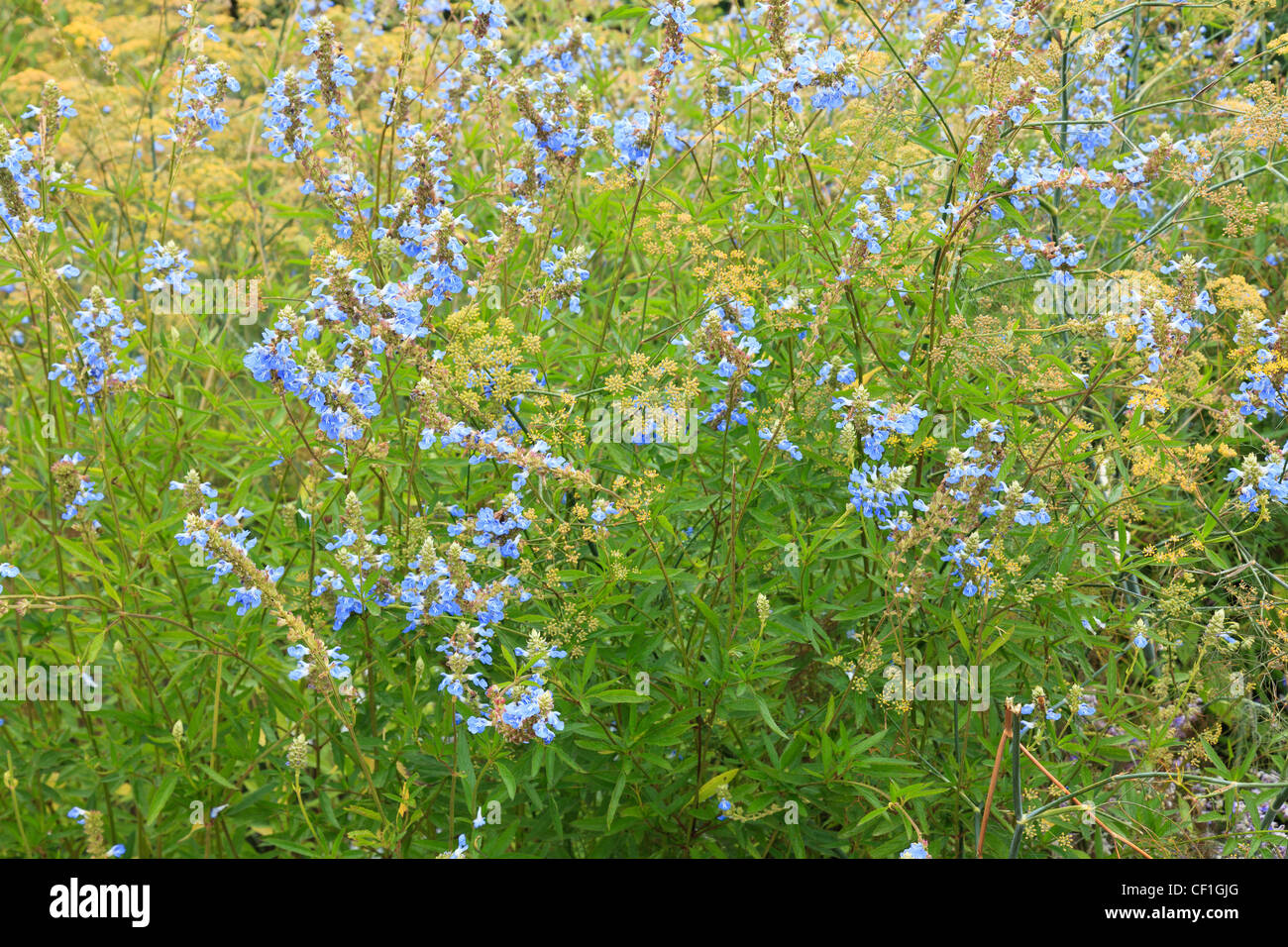 Bog sage, Salvia uliginosa and fennel (Foeniculum vulgare) Stock Photo