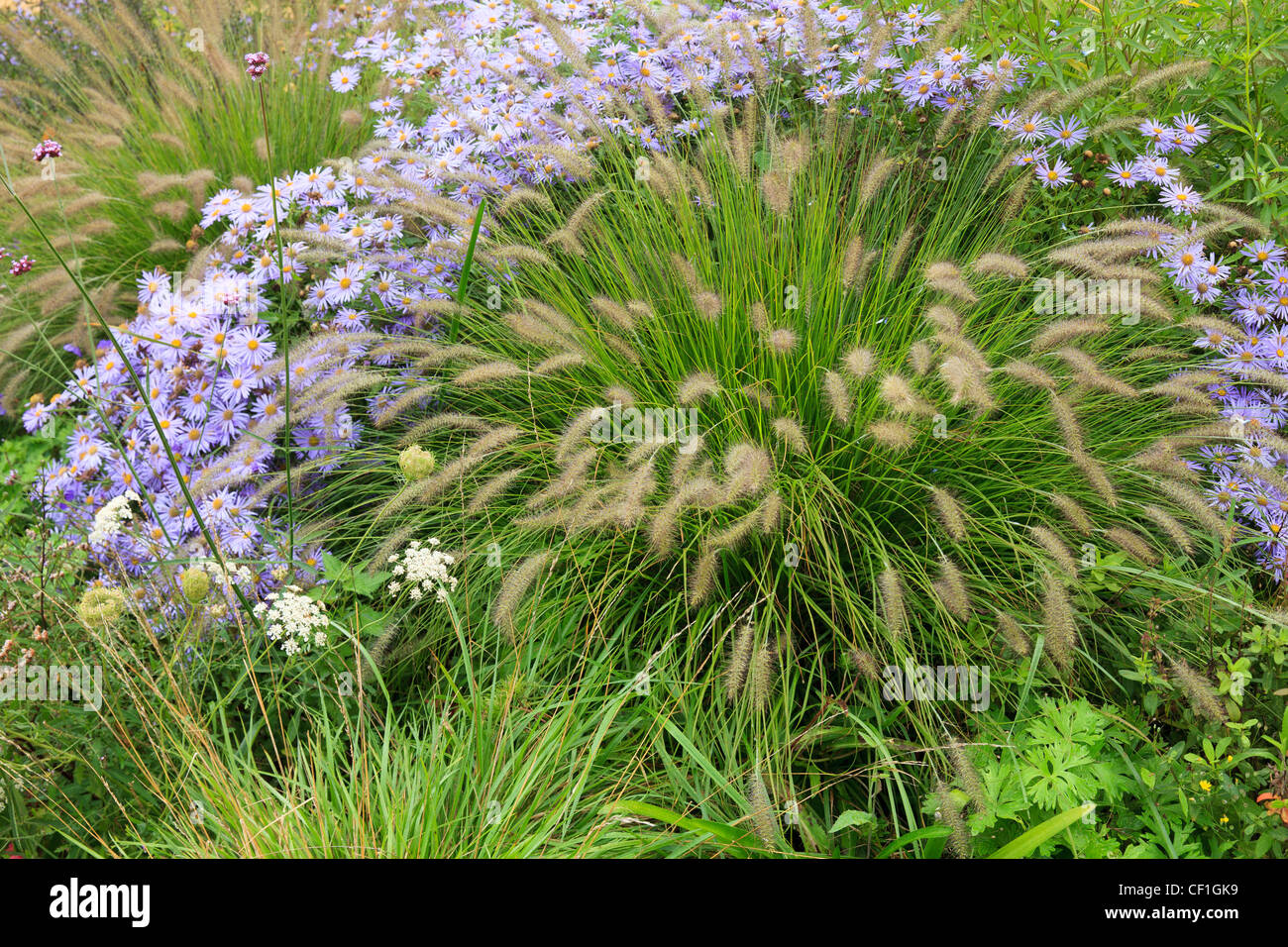 Pennisetum and Aster in fall. Stock Photo
