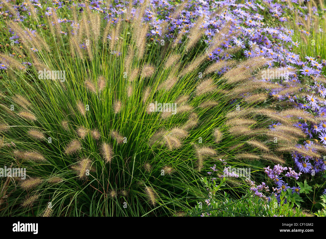 Pennisetum and Aster in fall. Stock Photo