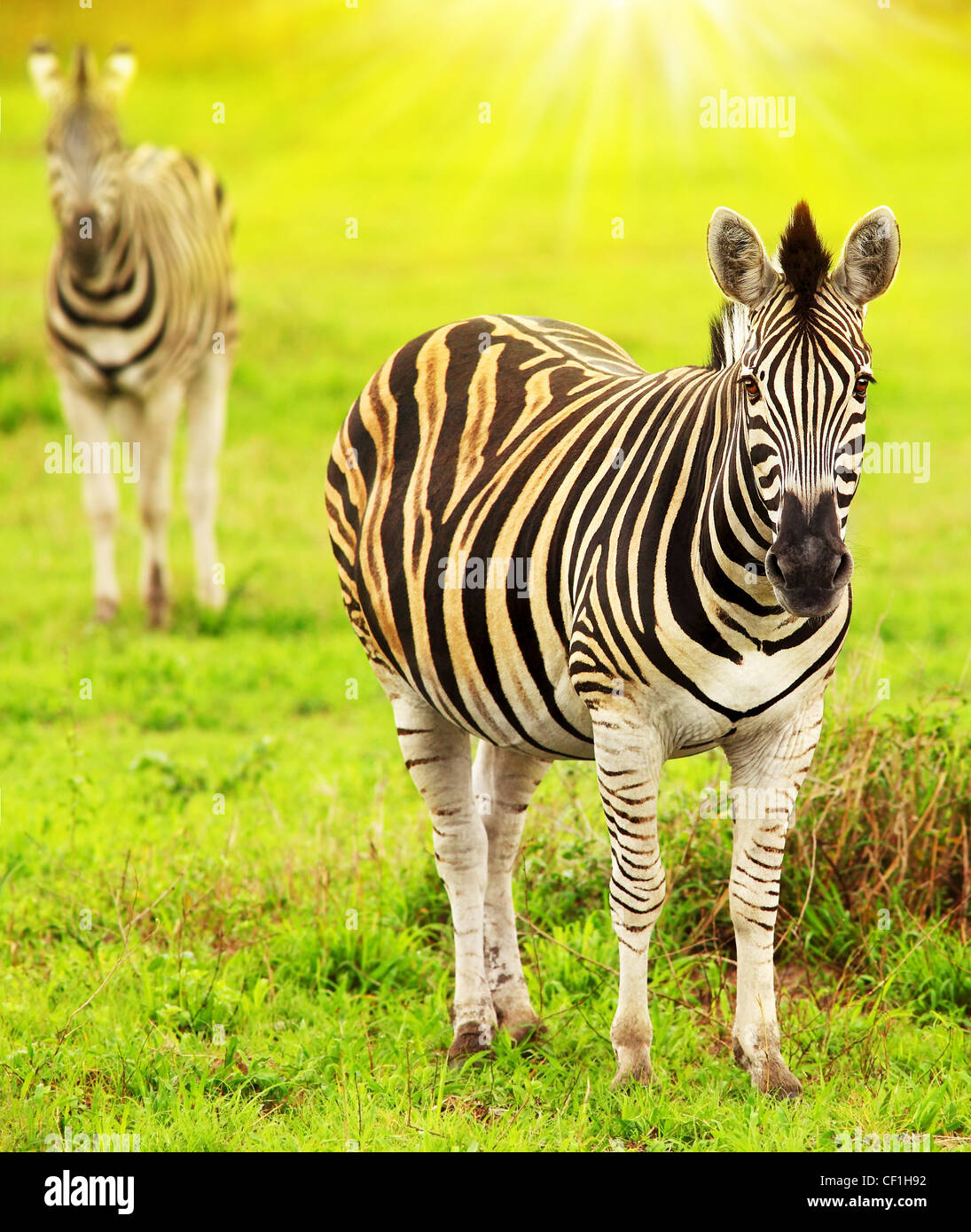 Zebras of African continent, beautiful wild animal portrait, safari game drive, Eco travel and tourism, nature of South Africa Stock Photo - Alamy Zebras of African continent, beautiful wild animal portrait, safari game drive, Eco travel and tourism, nature of South Africa Stock Photo - Alamy