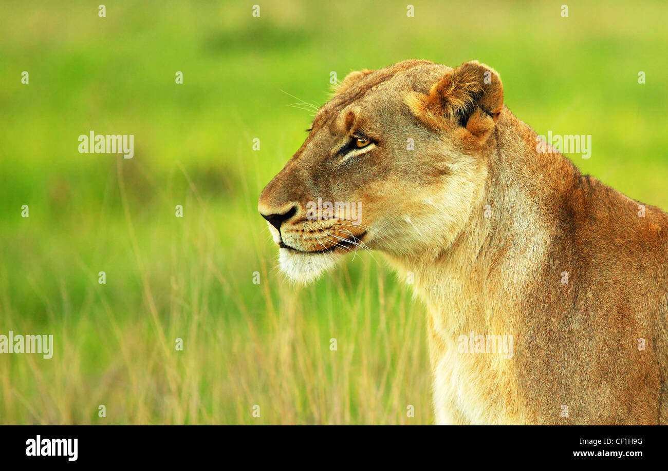 Beautiful wild African lioness portrait, game drive wildlife safari, animals in natural habitat, Eco travel and tourism Stock Photo