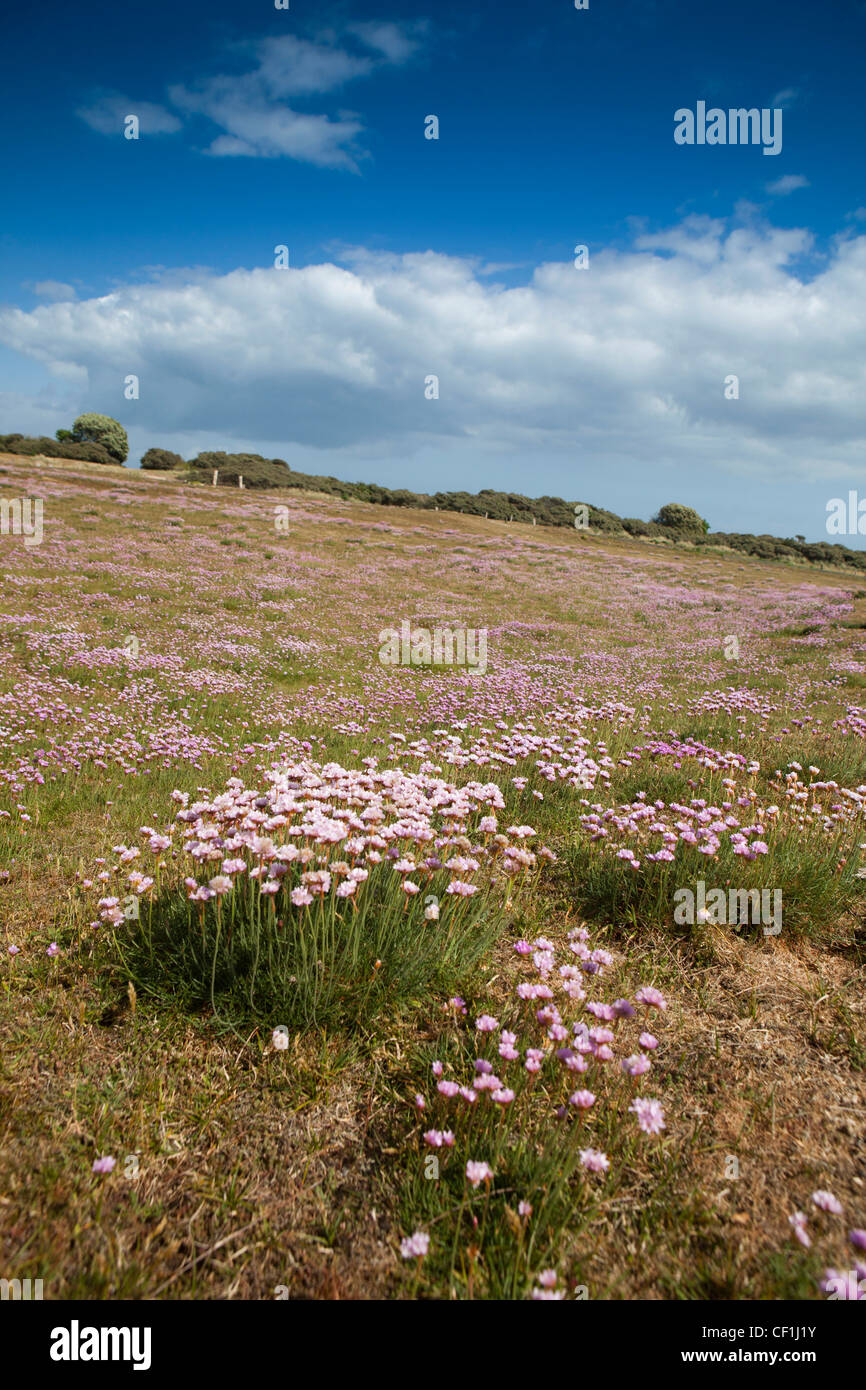 UK, England, Isle of Wight, The Duver, carpet of Sea Thrift, Armeria maritime growing on the dunes Stock Photo