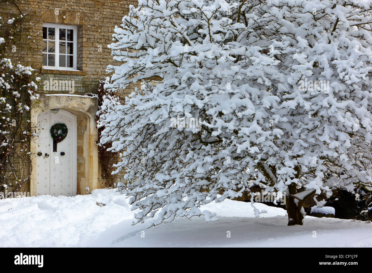 Snow covered tree in front of traditional Cotswold house, formerly a mill. Stock Photo