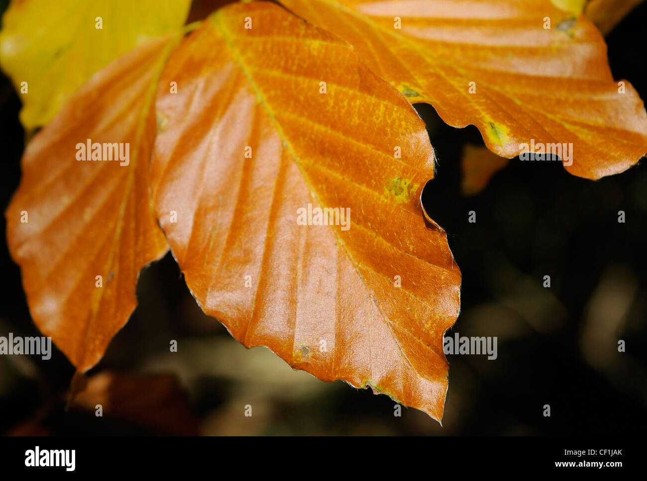 A close up of a branch of a tree in autumn with the leaves turning ...