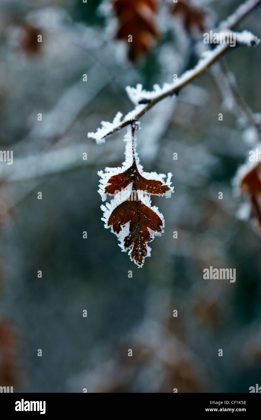 Close up of a leaf covered in frost. Stock Photo
