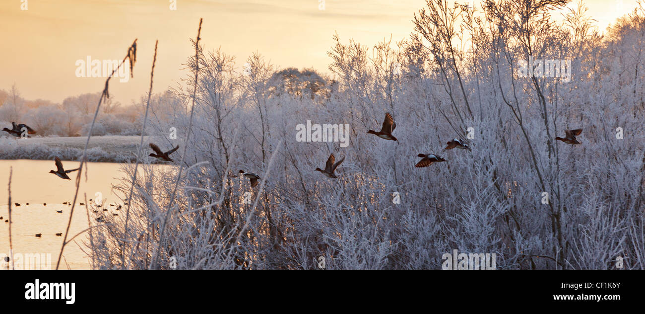 A line of ducks in flight with frost covered trees and a frozen lake in the background at the Cotswold Water Park. Stock Photo