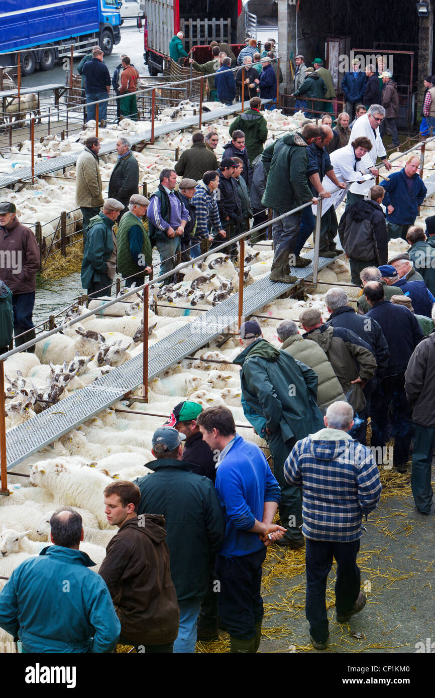 Sheep in pens at Dolgellau Livestock Auction. Stock Photo
