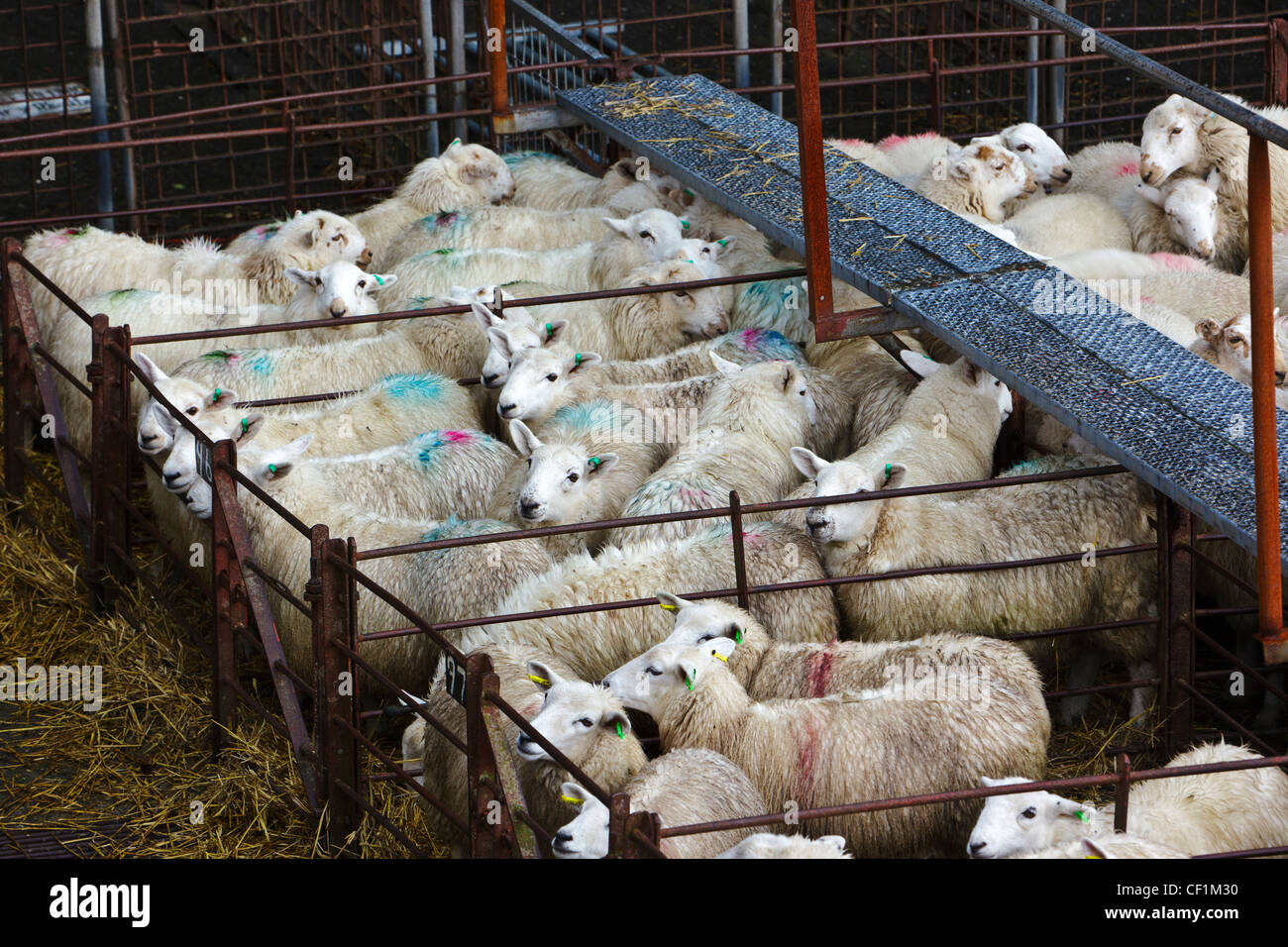 Sheep in pens at Dolgellau Livestock Auction. Stock Photo